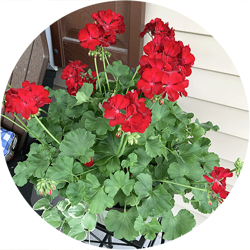 Red Geraniums.